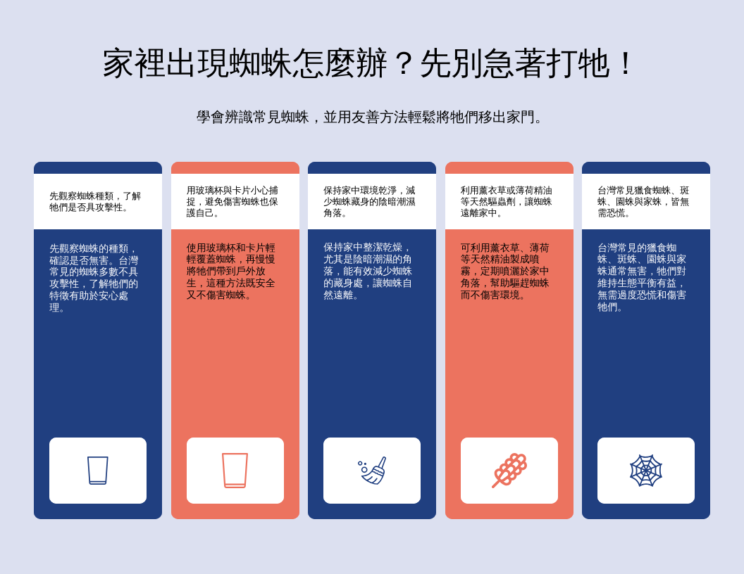 家裡出現蜘蛛怎麼辦？先別急著打牠！